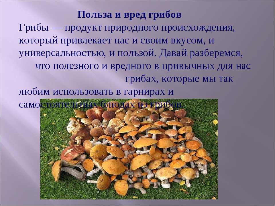 «рыжик» а. свирского — краткое содержание