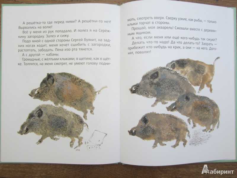 Читательский дневник «кабан» евгения чарушина