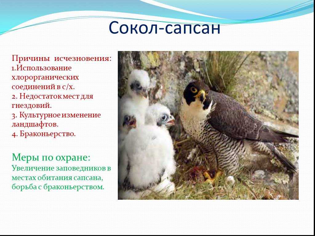 Рассказ про сокола. Классификация Сокола Сапсана. Сокол презентация. Сапсан красная книга. Причины исчезновения Сапсана