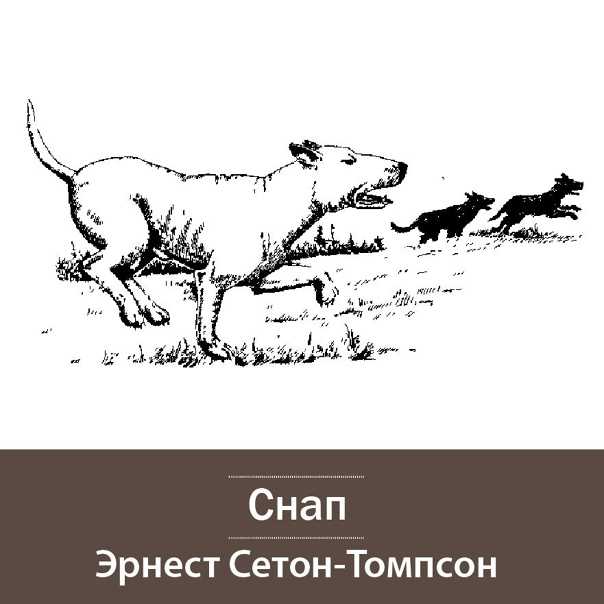 Читать снап (история бультерьера) онлайн (полностью и бесплатно)