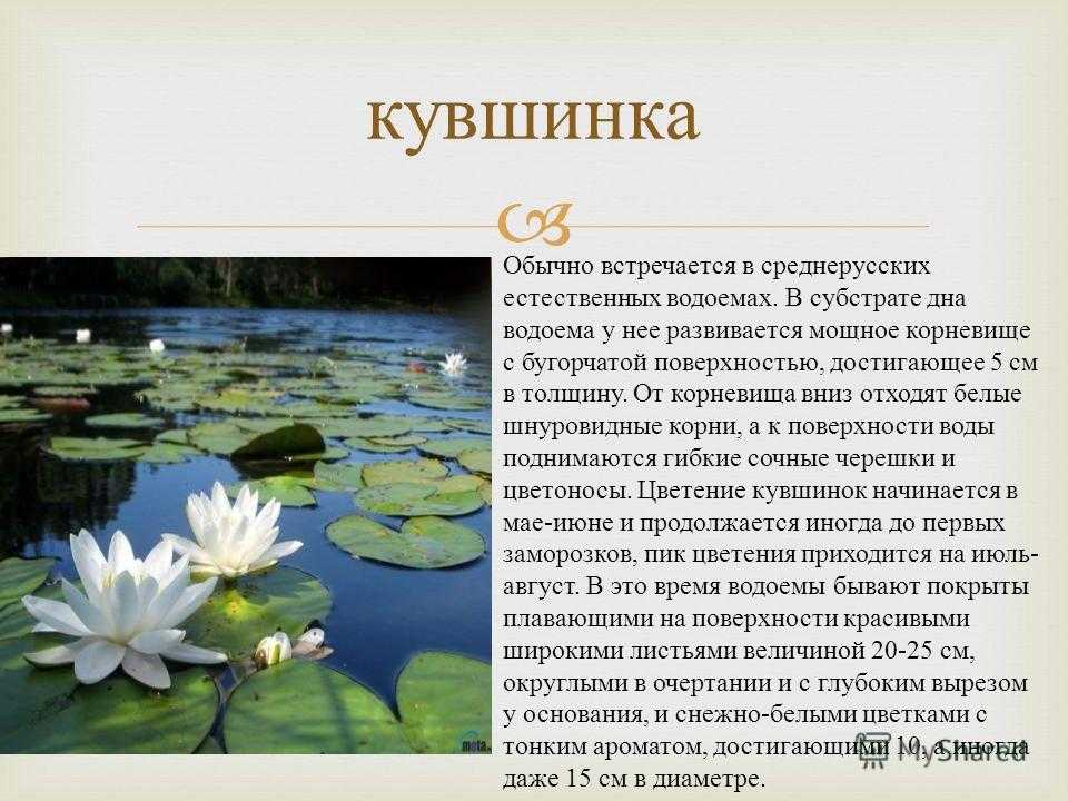 Солоухин кувшинка краткое содержание