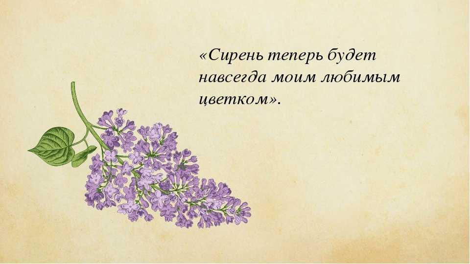 Куст сирени