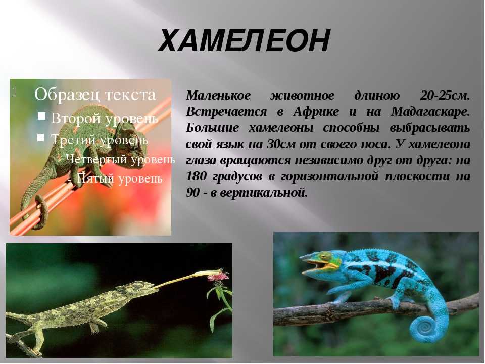 Краткое содержание хамелеон чехова с цитатами