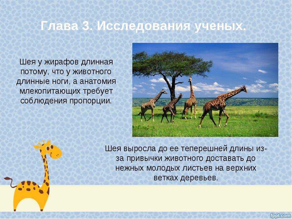 Новгородский театр для детей и молодежи «малый»