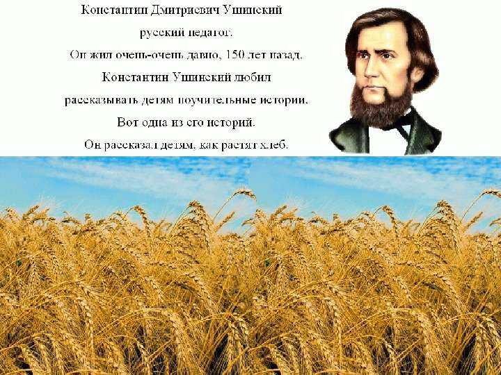 Хлеб ушинский рассказ с иллюстрациями